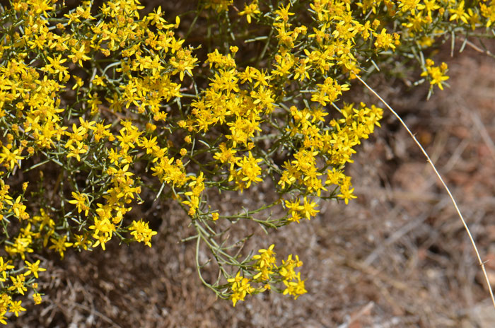Broom Snakeweed is in the genus Gutierrezia named for Pedro Gutierrez (Rodriguez), name sometimes given as Pedro Gutierrez de Salceda, a 19th century Spanish nobleman, botanist and apothecary at the Madrid Botanical Garden called the Real Jardin Botanico founded by King Carlos III. Gutierrezia sarothrae